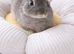 Netherland dwarf bunny