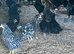 Pullets for sale