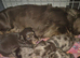 Miniature dachshund puppy