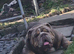 Male and female bulldag
