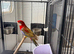 Bird for sale