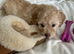 Beautiful fb1 cockerpoo puppies