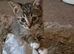 Stunning Bengal X Tabby Kittens – Beautiful Golden Glitter Sheen