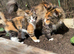 LAST FEMALE TORTOISESHELL MAINE COON X KITTEN