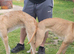 4 Lurcher puppys remaining