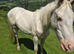 3 Year Old Cremello Gelding For Sale