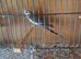 Two Cockatiels