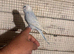 Budgies for sale