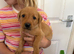 Beautiful litter of fox red Labrador puppies