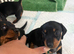 3 female mini dachshund puppies