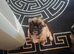 Pug cross Frenchie