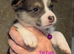 Gorgous dna clear pembs corgi pups