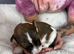 Stunning Merle Border Collie puppies for sale