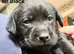 Beautifully coloured KC Registered Labrador Puppies for sale