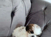 2 Shih Tzu puppies ready to go