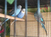 Budgie Bird single MALES - blue colours and green colours with yellow &pound;25 each or any 3 for &pound;70