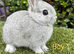 Baby Netherland dwarf rabbits ready to leave