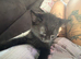 Kitten for sale