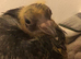 Silly tame hand reared 2 pigeons