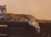 Maine coon famale