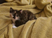 Cute cats are looking for a new home.