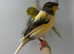 Canaries