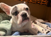 French Bulldog x Jack Russell puppies