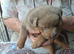 ) Stunning & Unique Shepweiler Mastiff Puppies – Reared with Love!