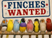 ALL TYPES OF FINCHES WANTED