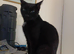 3 year old cat