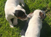 Jack Russell