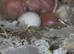 Ringneck chicks for sale