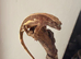 Last baby crested gecko
