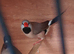 Long tale finch
