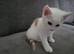Beautiful kitten looking good a home .