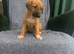 Ready now - Blue Merle Collie X Lurcher puppies