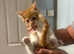 4 gorgeous kittens