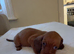 1 beautiful little girl dachshund left