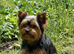 KC reg tea cup Yorkshire terrier girl