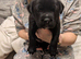 Gorgeous chunky Staffador puppies