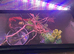 3 vampire crabs + set up