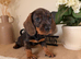 Exceptional standard wire haired dachshund puppies