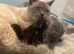 4 kittens