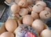 Pekin bantams hatching eggs small breed
