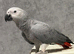 5 month old African grey baby