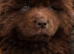 chow chow puppies