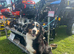 2 Lovely Bernese Girls looking for new homes