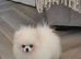 Kc reg Pomeranian male