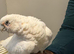 Handreard bear eyed cockatoo for sale or px