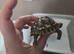 Leopard Tortoises